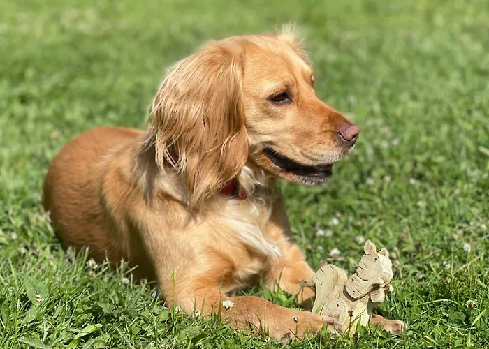 Little North Field 豪华帐篷 哈罗盖特